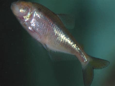 Fat fish shed light on human obesity .